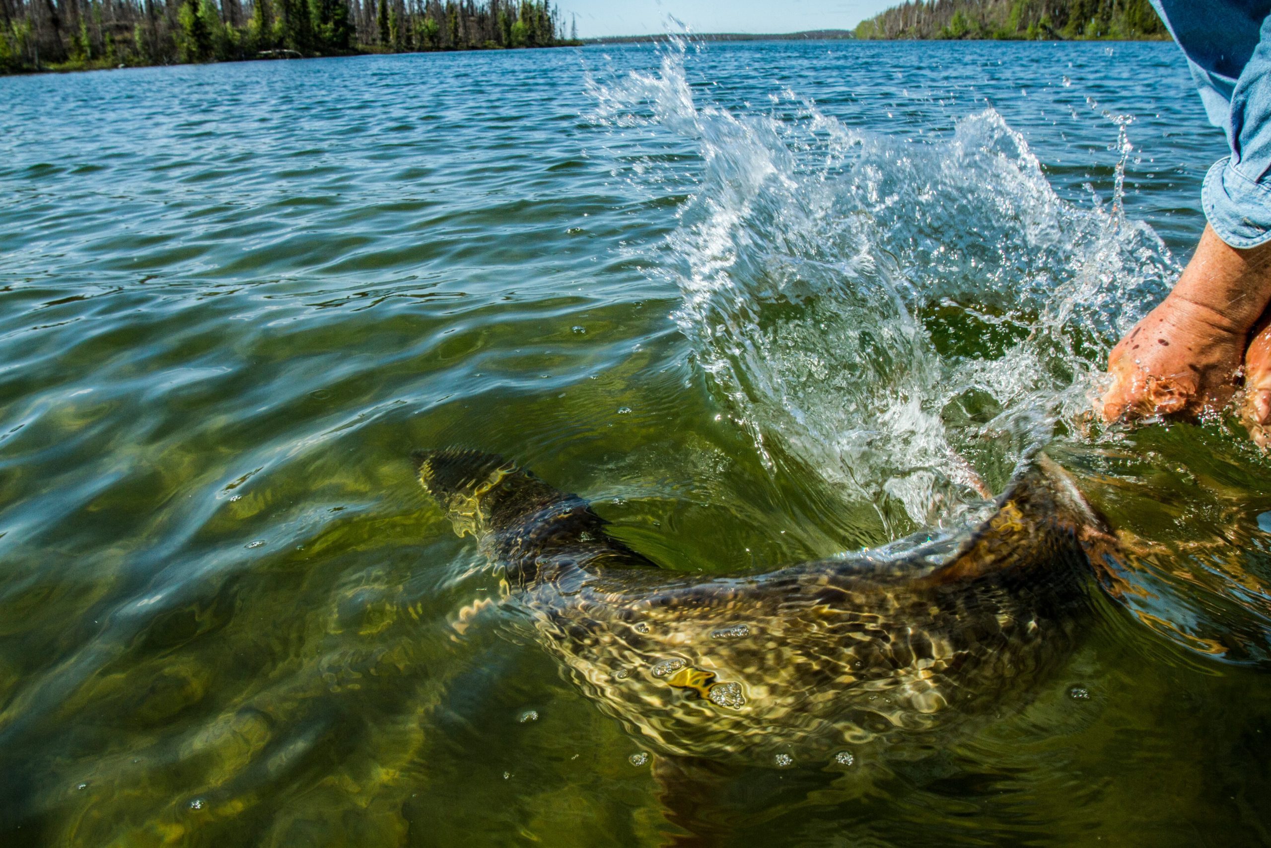 person releasing into water a large pike fish